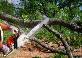 Best Root Management and Removal  in Cashton, WI